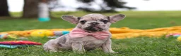 French Bulldog dogs for sale: Lottie - Ad 7