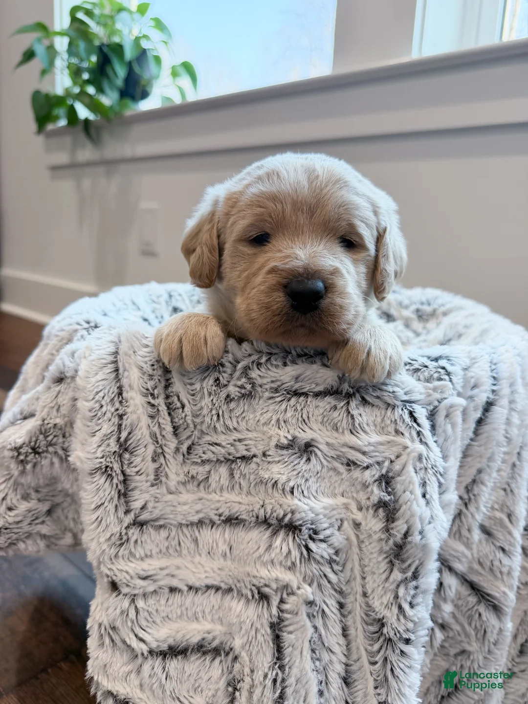 Labradoodle dogs for sale: Bailey  - Ad 1