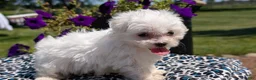 Maltese dogs for sale: Trixie - Ad 6