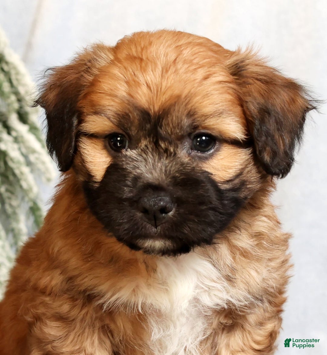 Mixed Breed dogs for sale: Jax - Ad 9