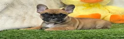 French Bulldog dogs for sale: Delilah - Ad 9