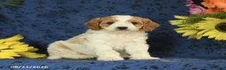 Cavapoo dogs for sale: Chip - Ad 6