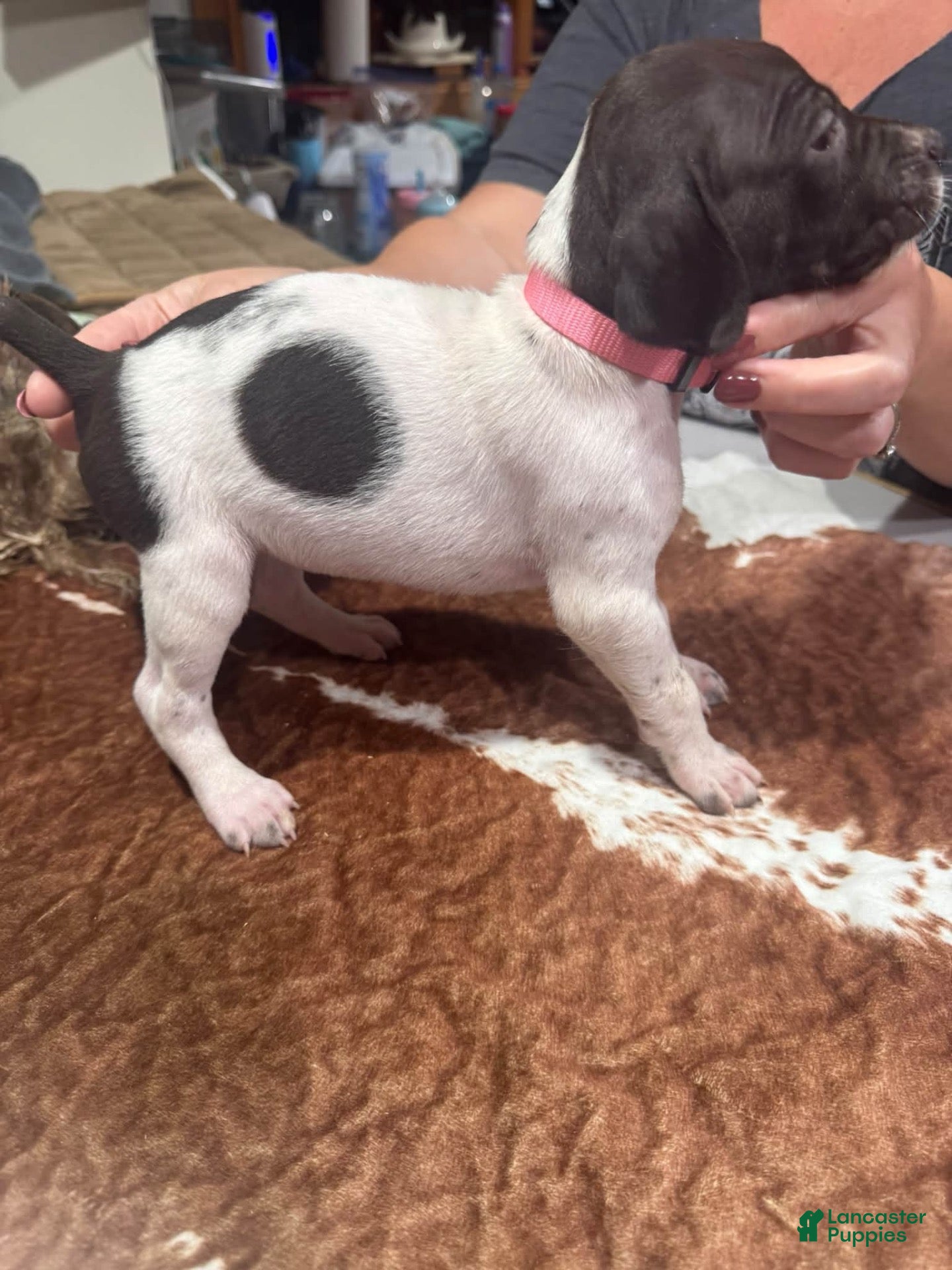 German Shorthaired Pointer dogs for sale: German Shorthaired Pointer 5 - Ad 15