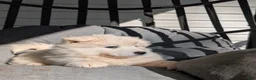 Samoyed dogs for sale: Ella - Ad 3