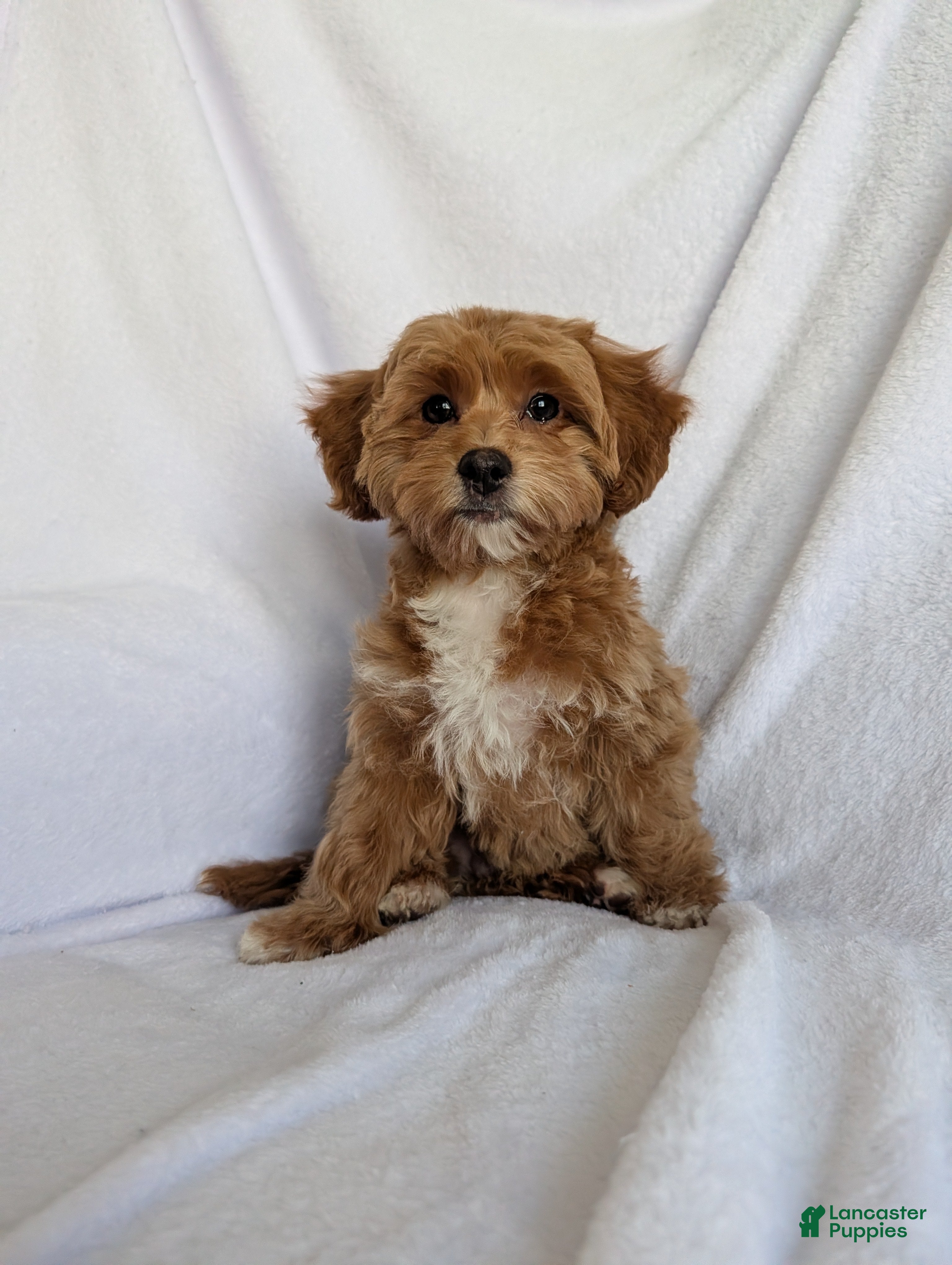 Bichpoo dogs Riley  - Ad 1