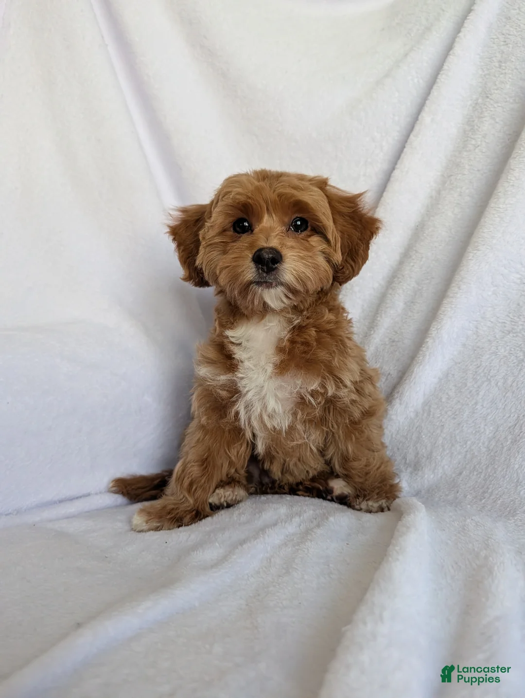 Bichpoo dogs for sale: Riley  - Ad 1