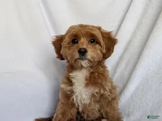 Bichpoo dogs for sale: Riley - Ad 3