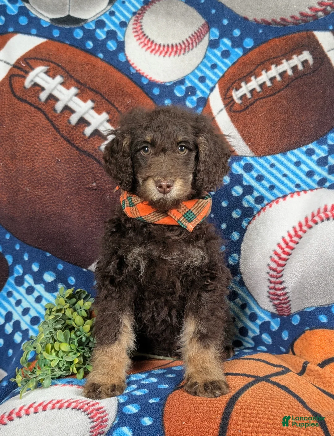 Mini Bernedoodle dogs for sale: Adken Hypoallergenic - Ad 2