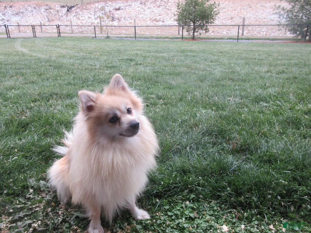 Pomeranian dogs for sale: Crew - Ad 9