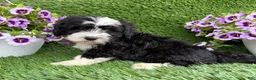 Mixed Breed dogs for sale: Benji - Ad 5