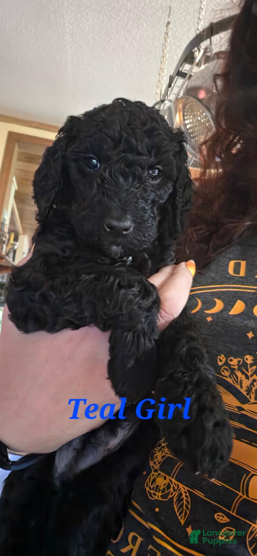 Standard Poodle dogs Teal - Ad 34