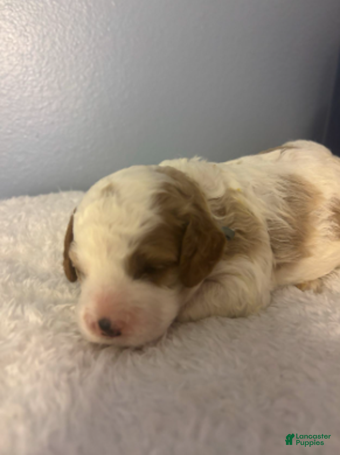 Cavapoo dogs for sale: Jack - Ad 2