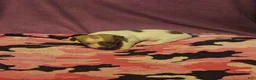 Chihuahua dogs for sale: Diane  - Ad 16