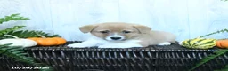 Welsh Corgi Pembroke dogs for sale: Karl - Ad 4