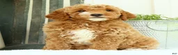 Mini Goldendoodle dogs for sale: Val - Ad 7