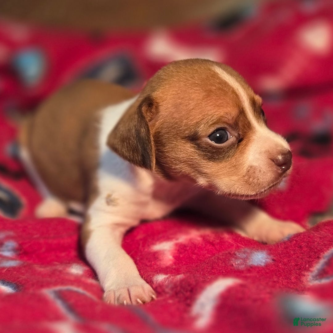 Beagle dogs for sale: Logan Queen Elizabeth Pocket Beagle - Ad 4