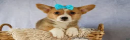 Welsh Corgi Pembroke dogs for sale: Yack 🐶  - Ad 9