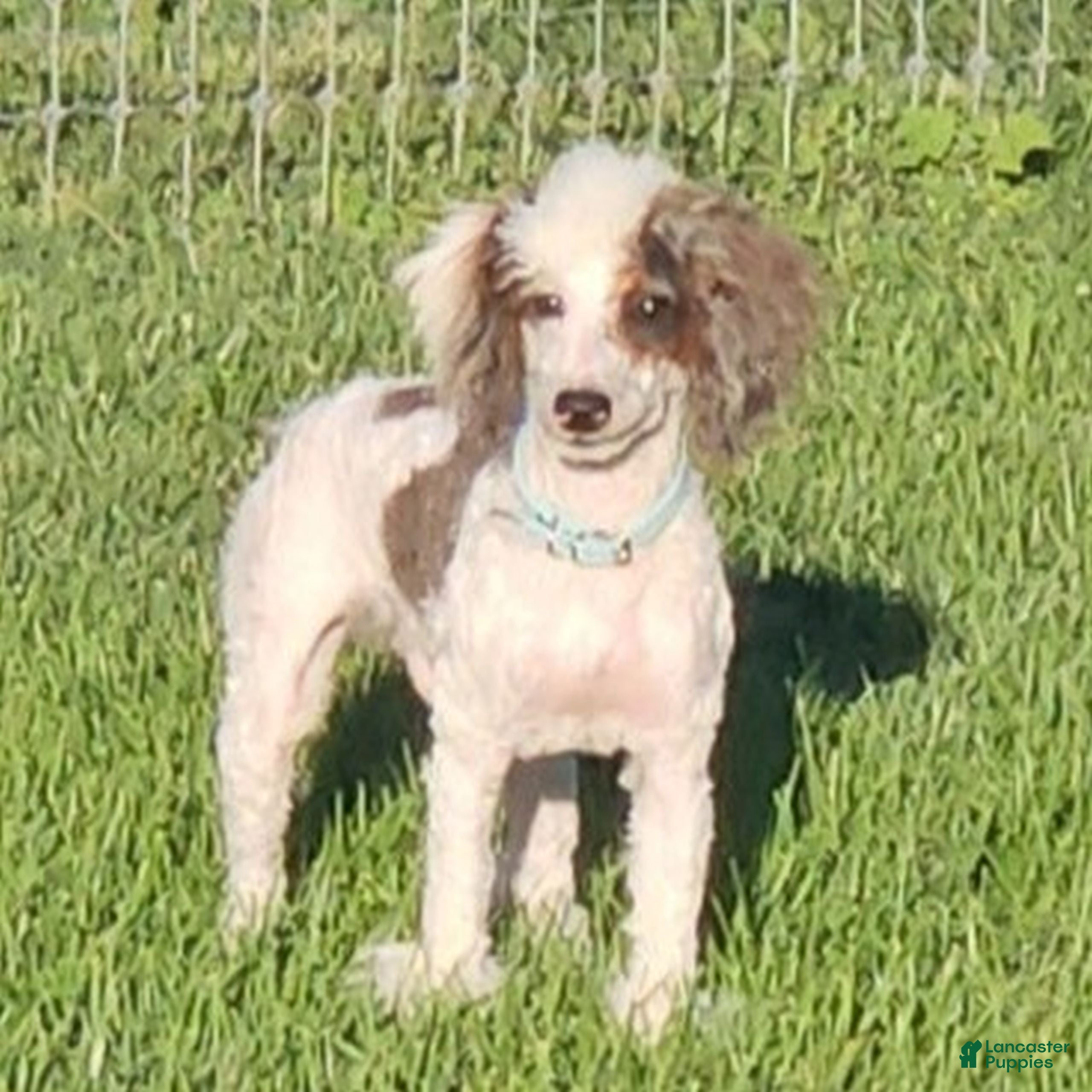 Miniature Poodle dogs Carson  - Ad 1