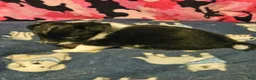 Chihuahua dogs for sale: Butter (T-Cup) - Ad 13