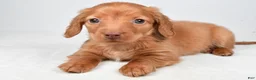 Miniature Dachshund dogs for sale: Nicky - Ad 5