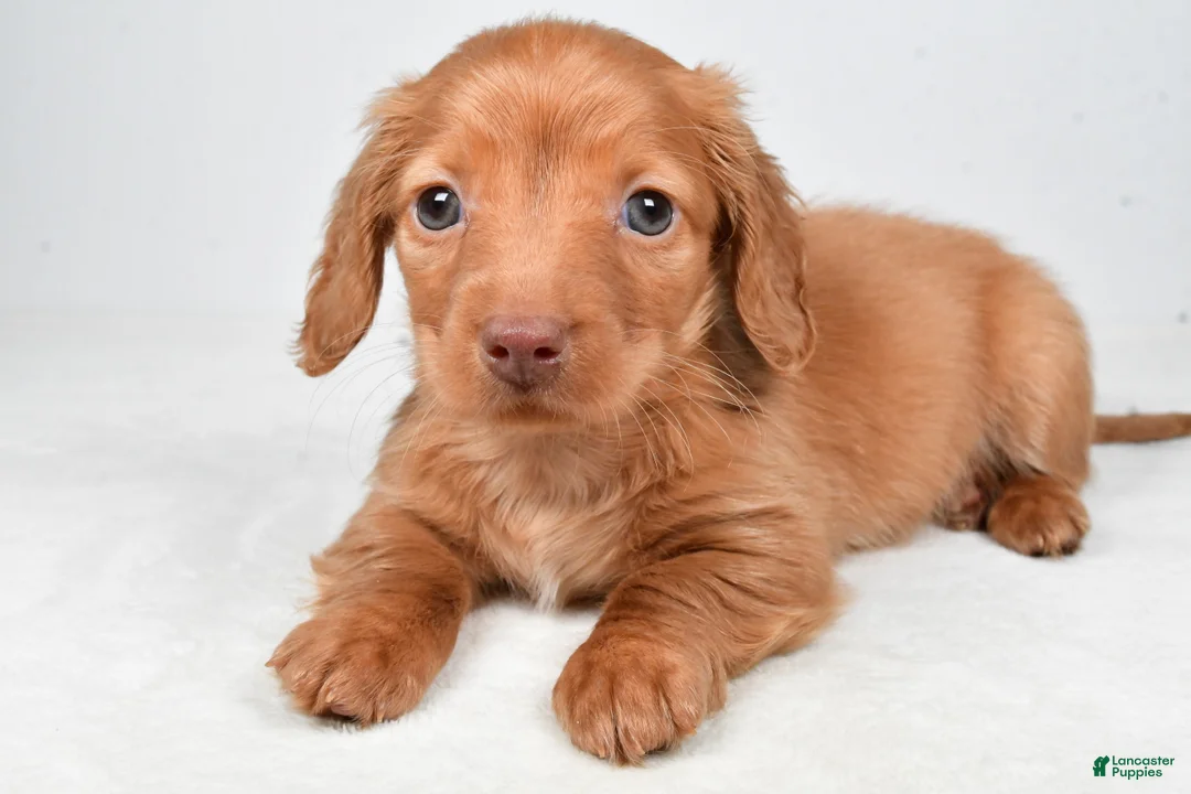 Miniature Dachshund dogs for sale: Nicky - Ad 5