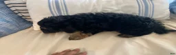 Maltipoo dogs for sale: Maltipoo Puppy 3 - Ad 1