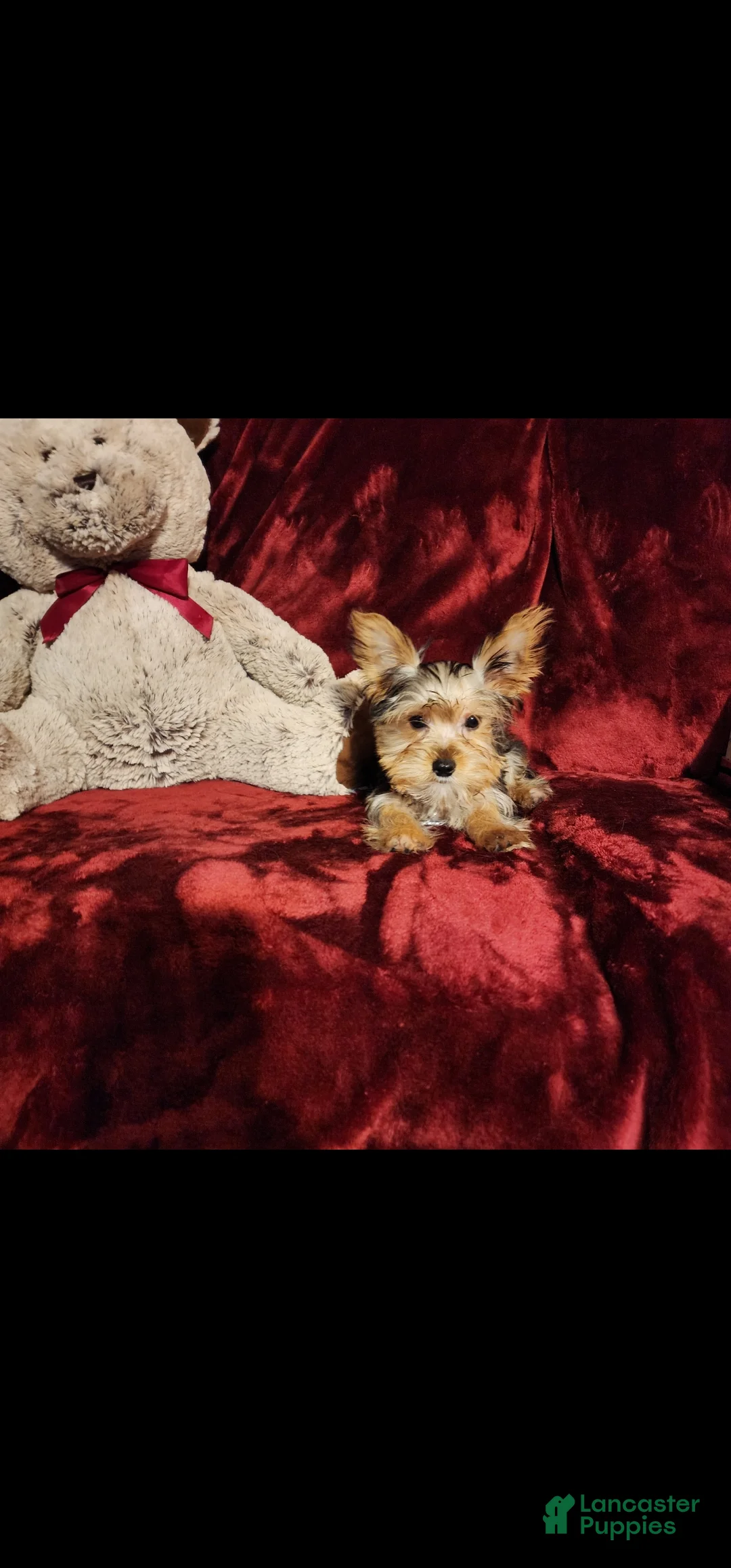 Yorkshire Terrier dogs for sale: TUCKER - Ad 10