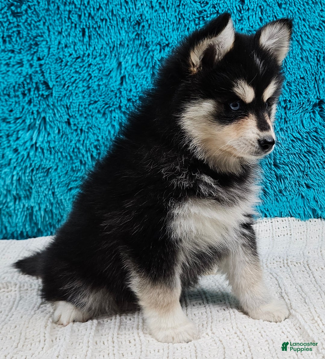 Pomsky dogs for sale: Shelby  - Ad 4