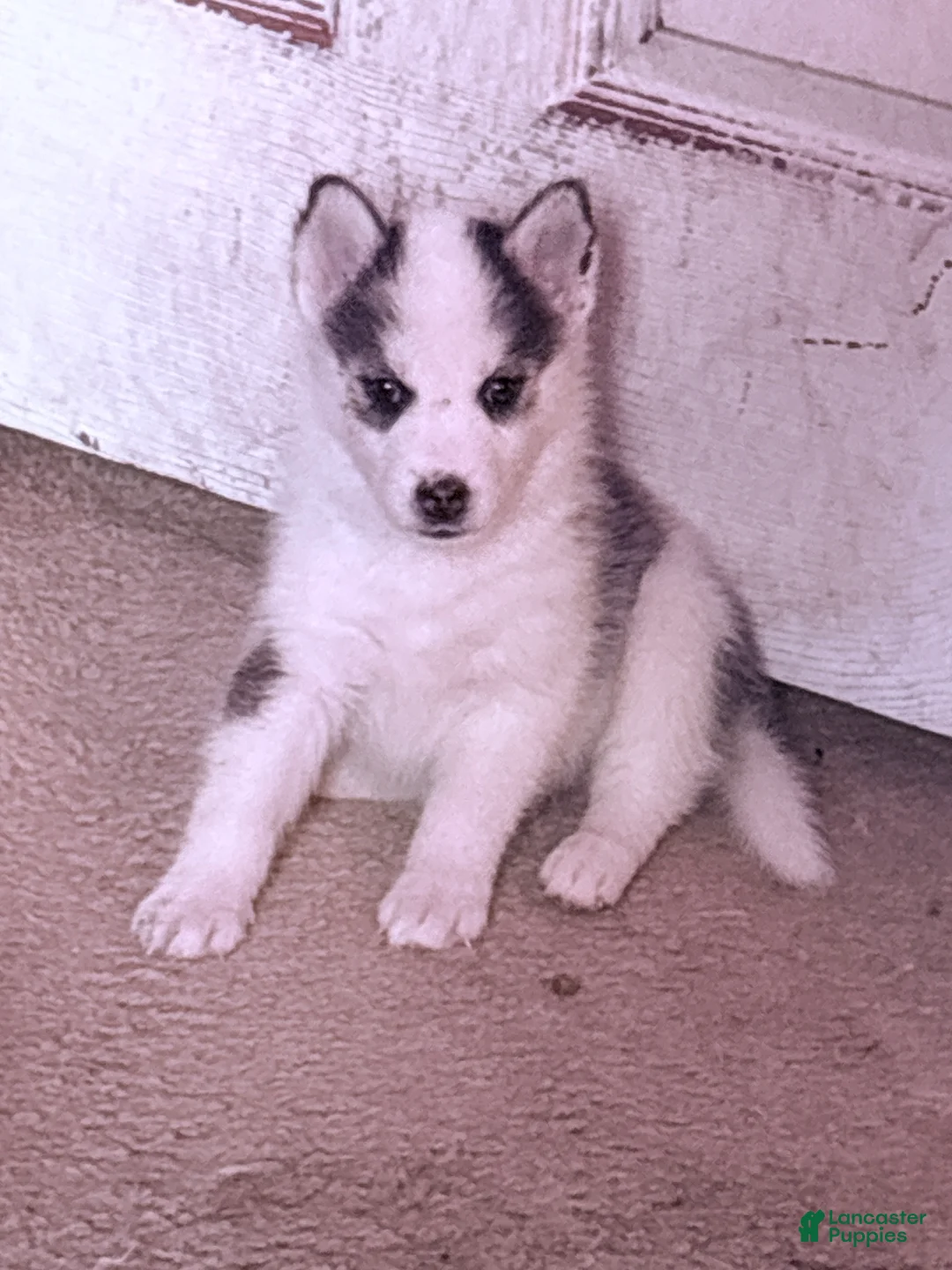 Siberian Husky dogs for sale: Siberian Husky Puppy 4 - Ad 1