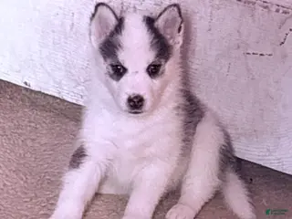 Siberian Husky dogs Siberian Husky Puppy 4 - Ad 5