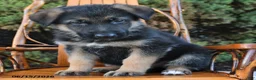 German Shepherd dogs for sale: Dash - Ad 4