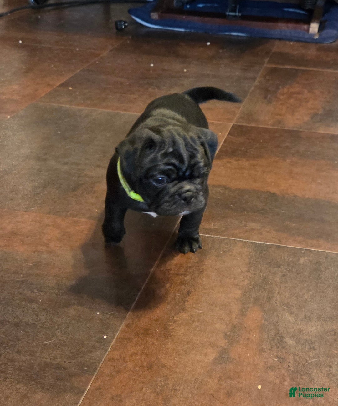 Mixed Breed dogs for sale: Winston  - Ad 2