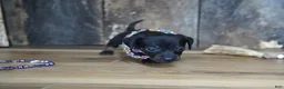 Miniature Dachshund dogs for sale: Abbi - Ad 2