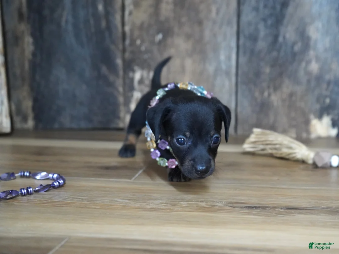Miniature Dachshund dogs for sale: Abbi - Ad 2