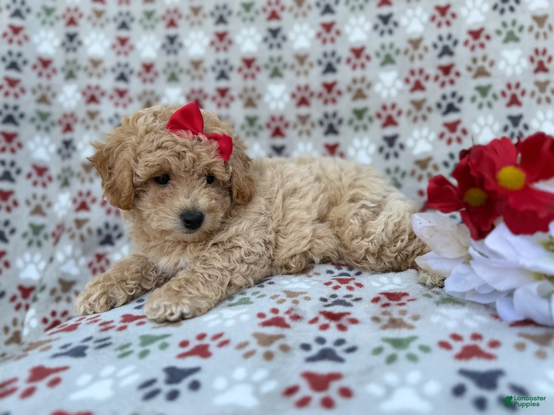 Bichpoo dogs for sale: Winnie - Ad 8