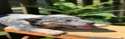 Australian Cattle Dog dogs for sale: Ranger - Ad 3