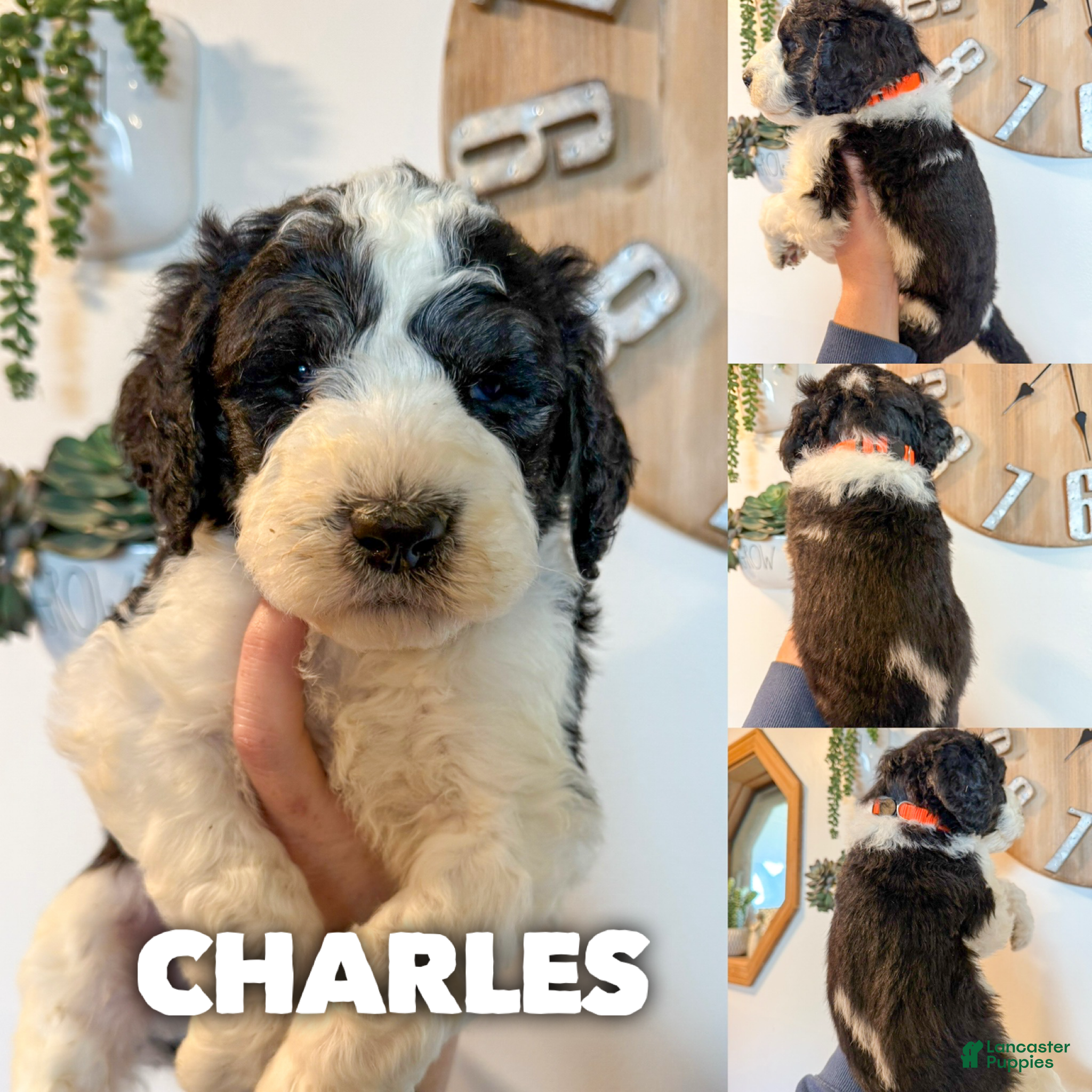 Saint Berdoodles dogs Charles - Standard F1b - Ad 1