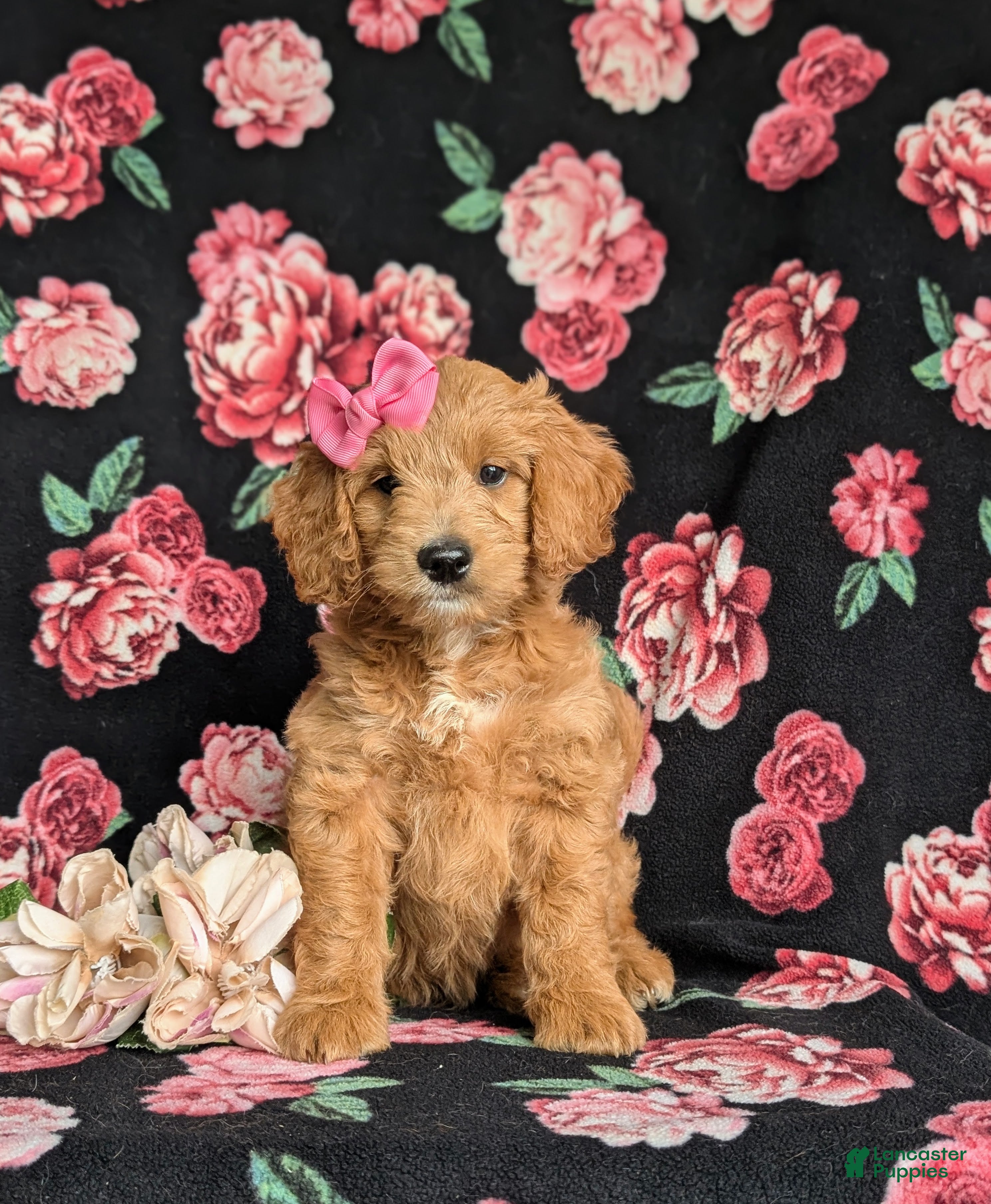 Mini Goldendoodle dogs Winter Hypoallergenic - Ad 2