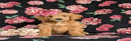 Mini Goldendoodle dogs for sale: Winter Hypoallergenic - Ad 2