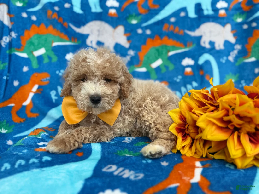 Cockapoo dogs for sale: Theo - Ad 1