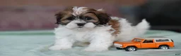Shih Tzu dogs for sale: Male - Stetson - Ad 1
