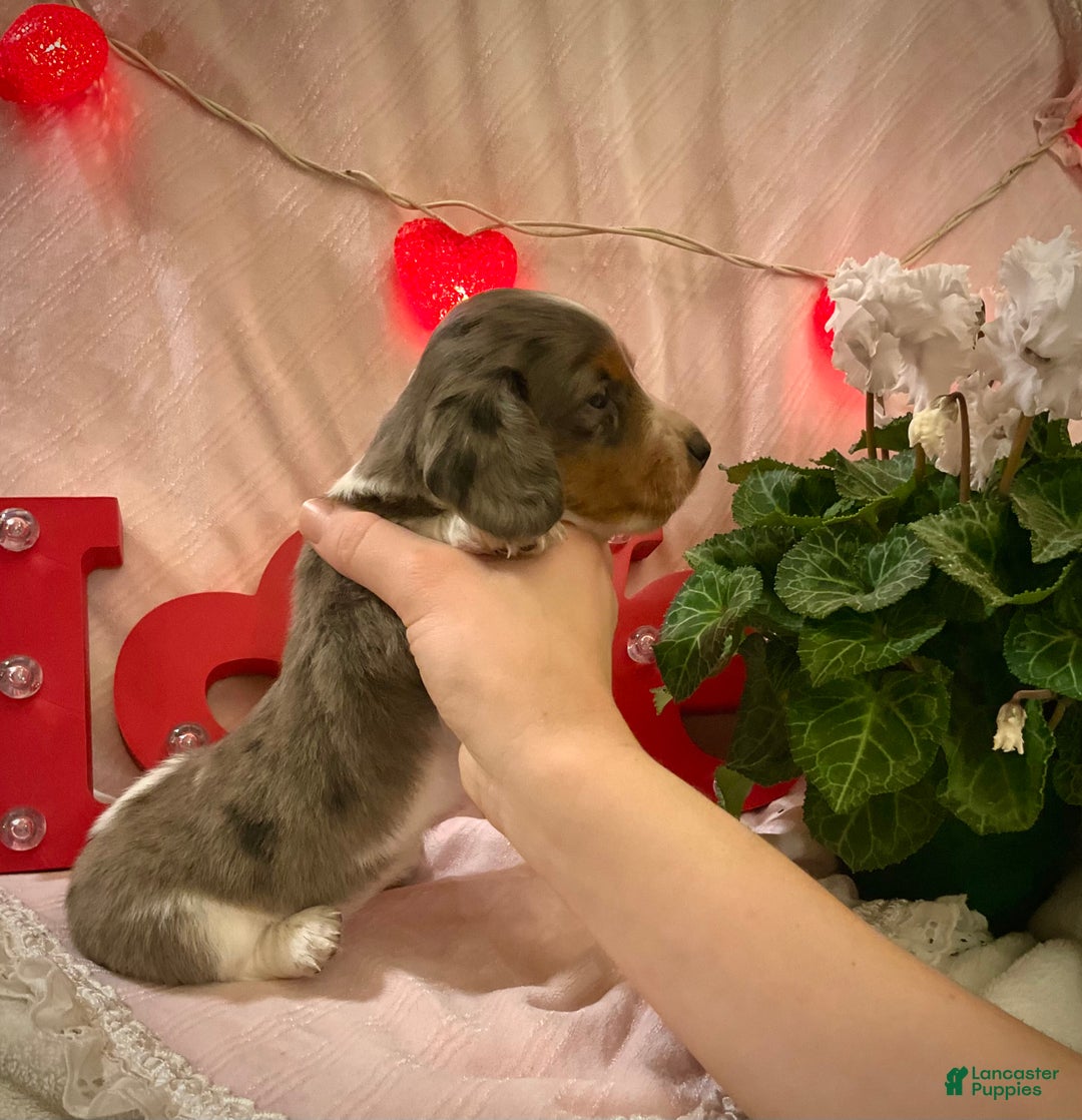 Miniature Dachshund dogs for sale: Lindsie - Ad 6