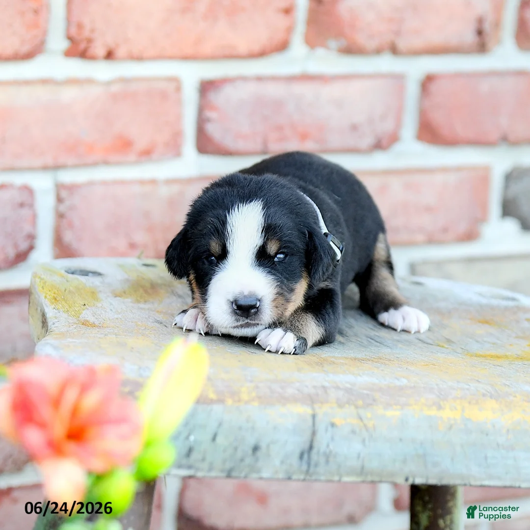 Greater Swiss Mountain Dog dogs for sale: Johanna - Ad 2