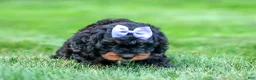 Cavapoo dogs for sale: Wanda 🐶 - Ad 18
