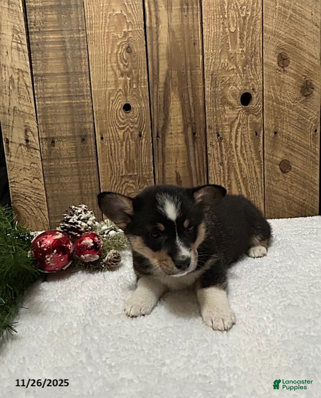 Welsh Corgi Pembroke dogs for sale: Reese - Ad 4