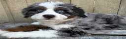 Mini Bernedoodle dogs for sale: 🧡IN BOSTON MASSACHUSETTS AREA🧡DOUBLE BLUE EYES🧡MINI BERNEDOODLE BOY🧡 - Ad 8