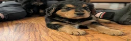 Mixed Breed dogs for sale: Mort - Ad 4