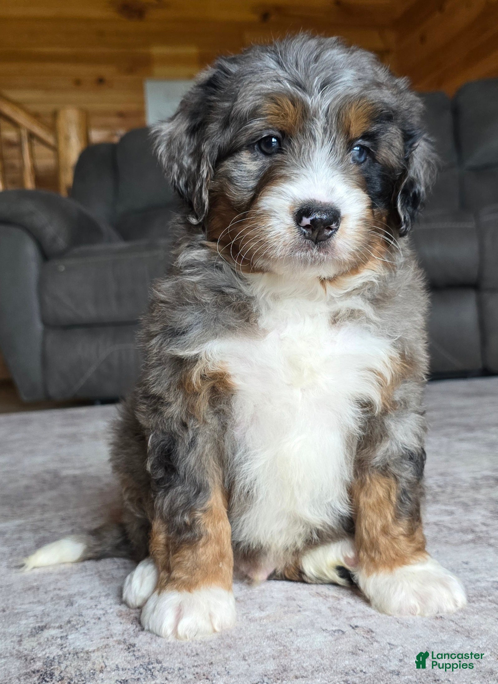 Mini Bernedoodle dogs Mini Chief - Ad 2