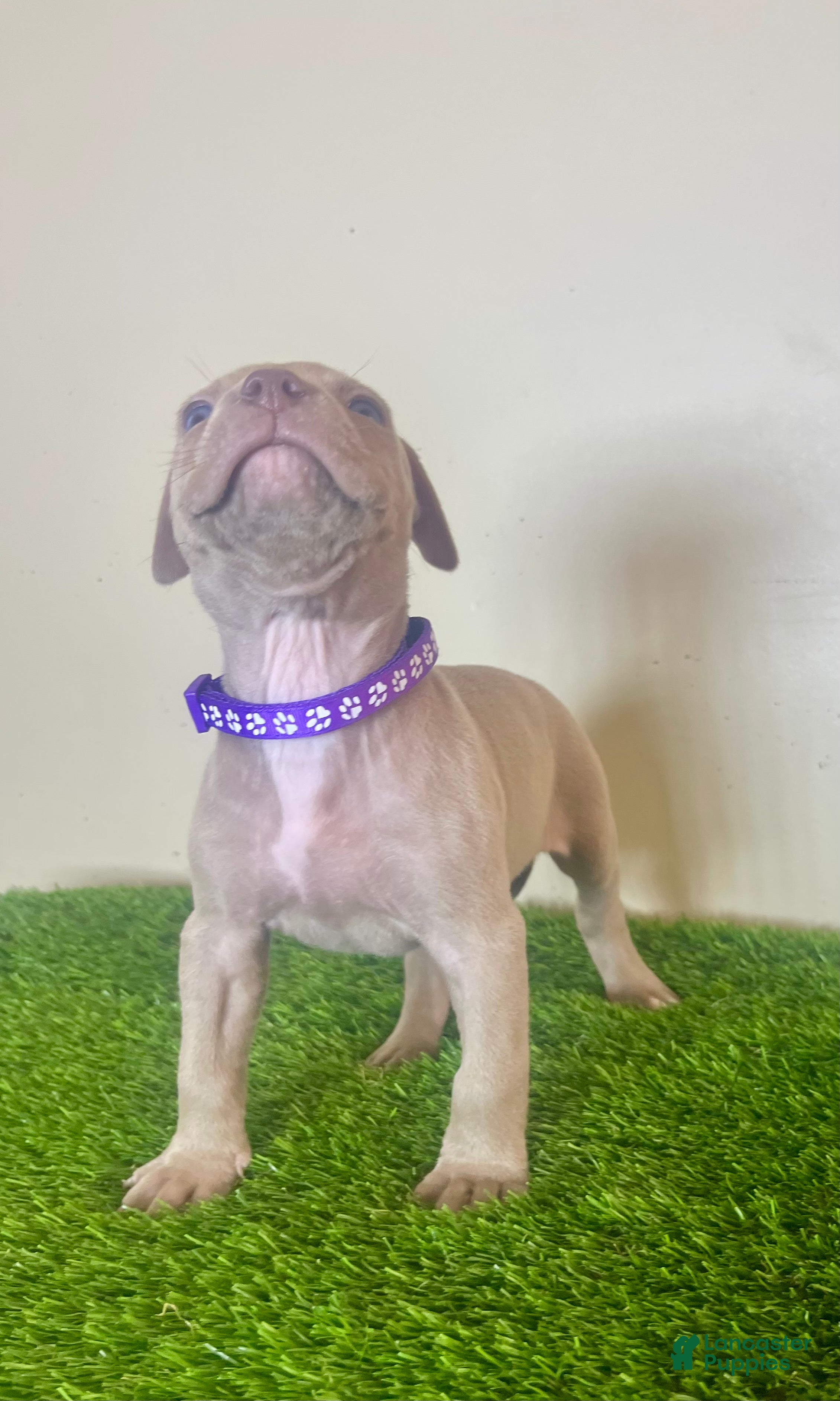 American Bully dogs American Bully Female 3 - Ad 32