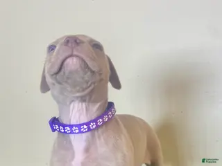 American Bully dogs American Bully Female 3 - Ad 32